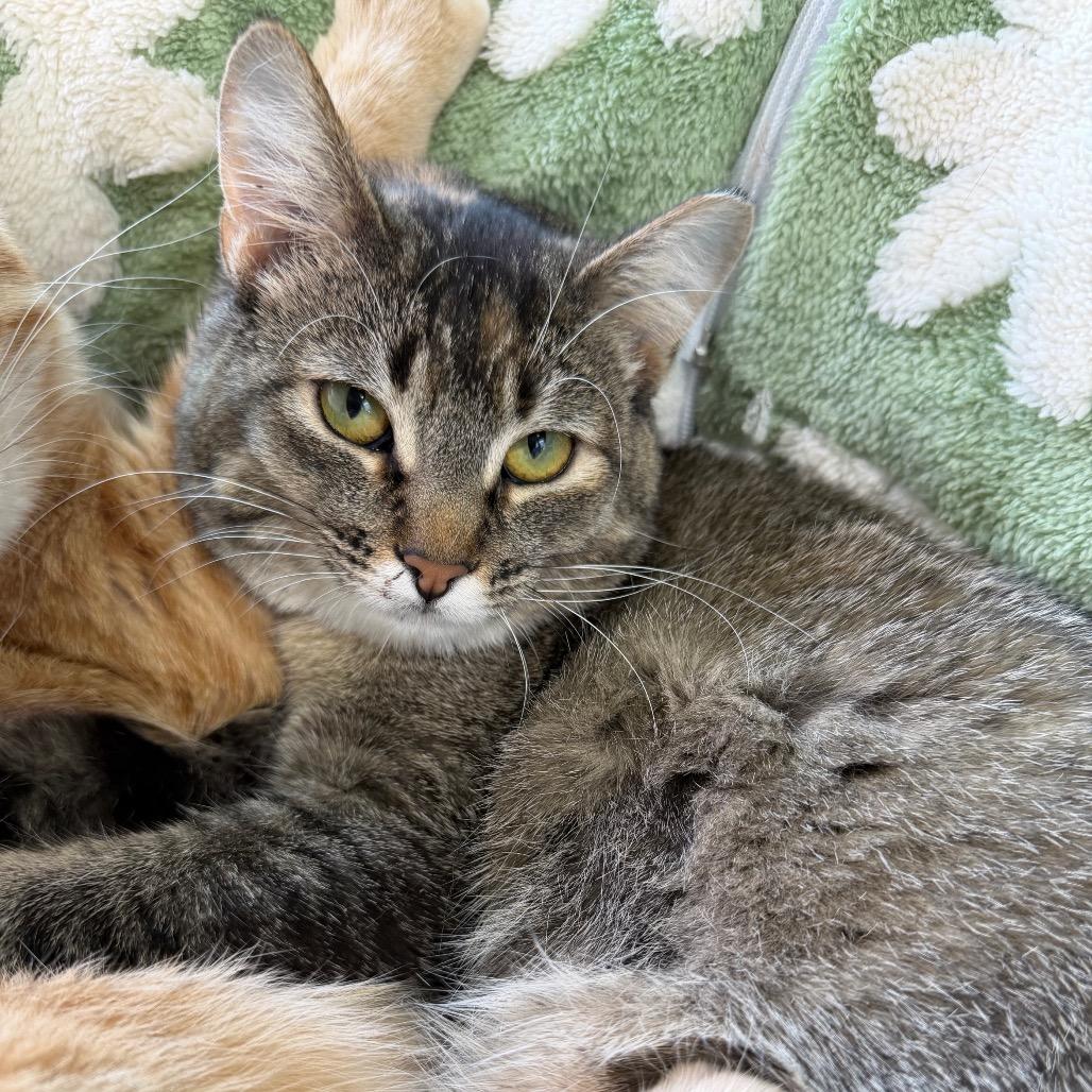 Enlarge Dolly, a Adoptable Domestic Short Hair in Lakewood, CO image 6/6