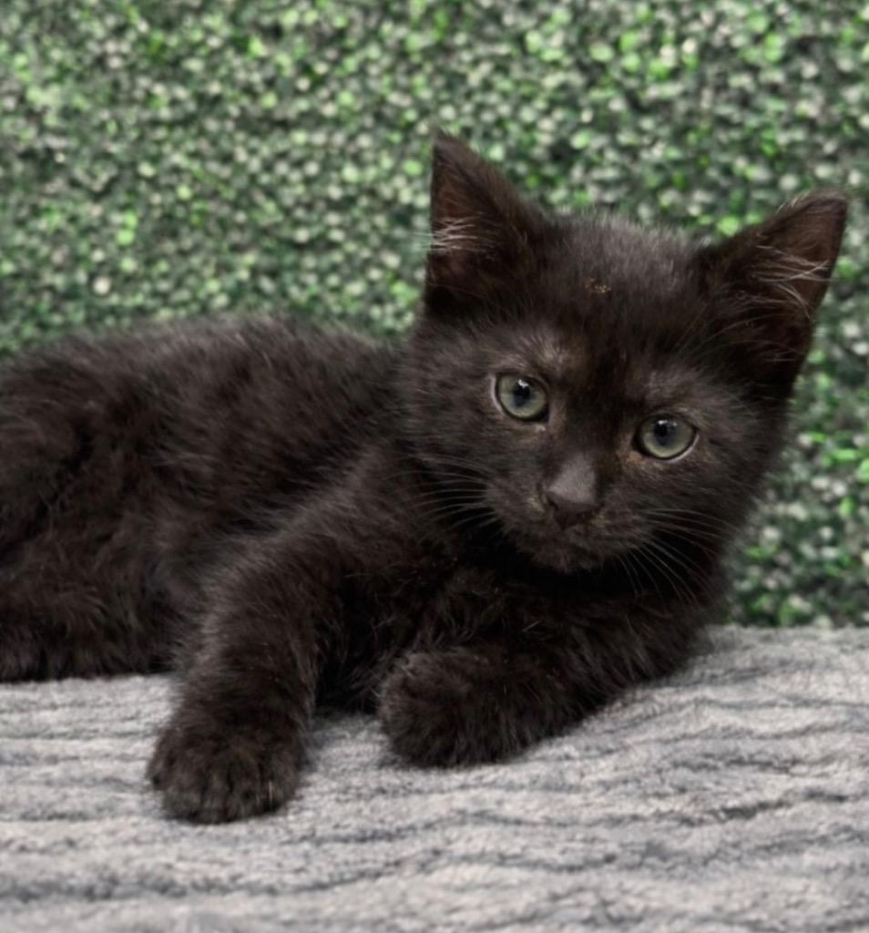 Juney, Adoptable, Kitten Female Domestic Short Hair.
