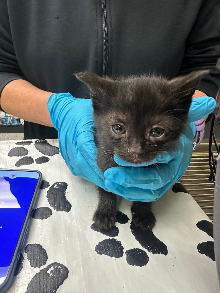 Juney — thumbnail 2