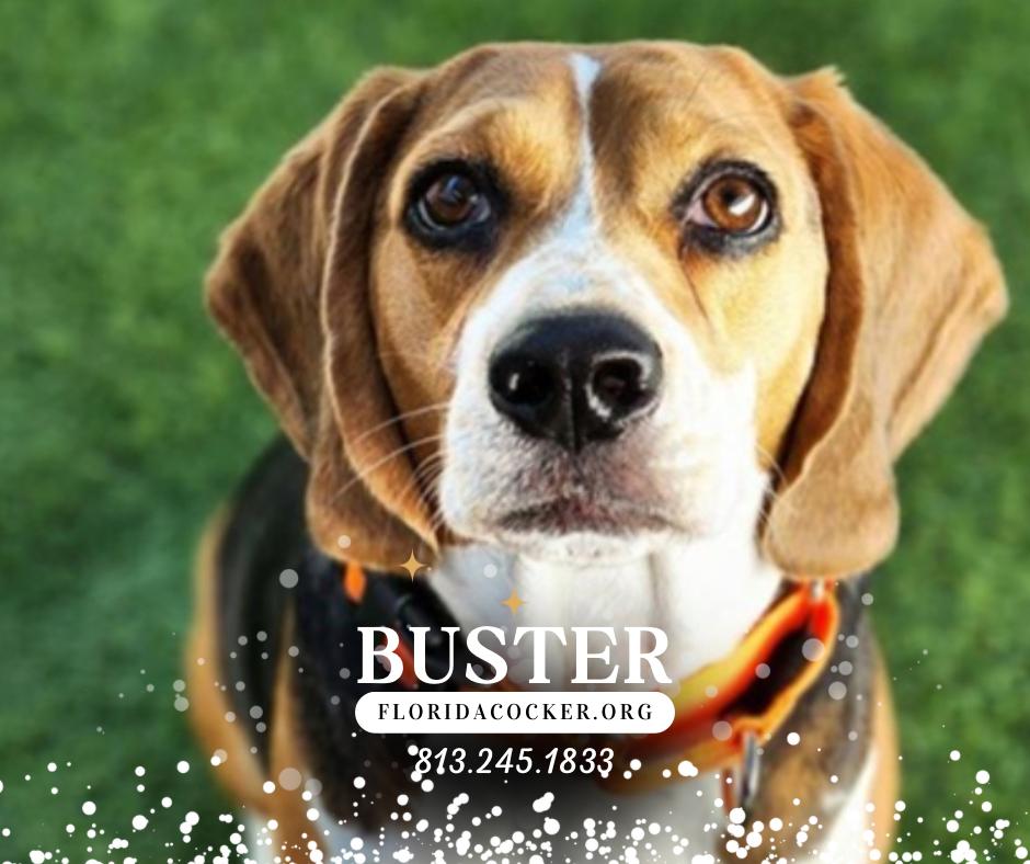 Enlarge Buster, an adopted Beagle in Land O Lakes, FL image 1/1