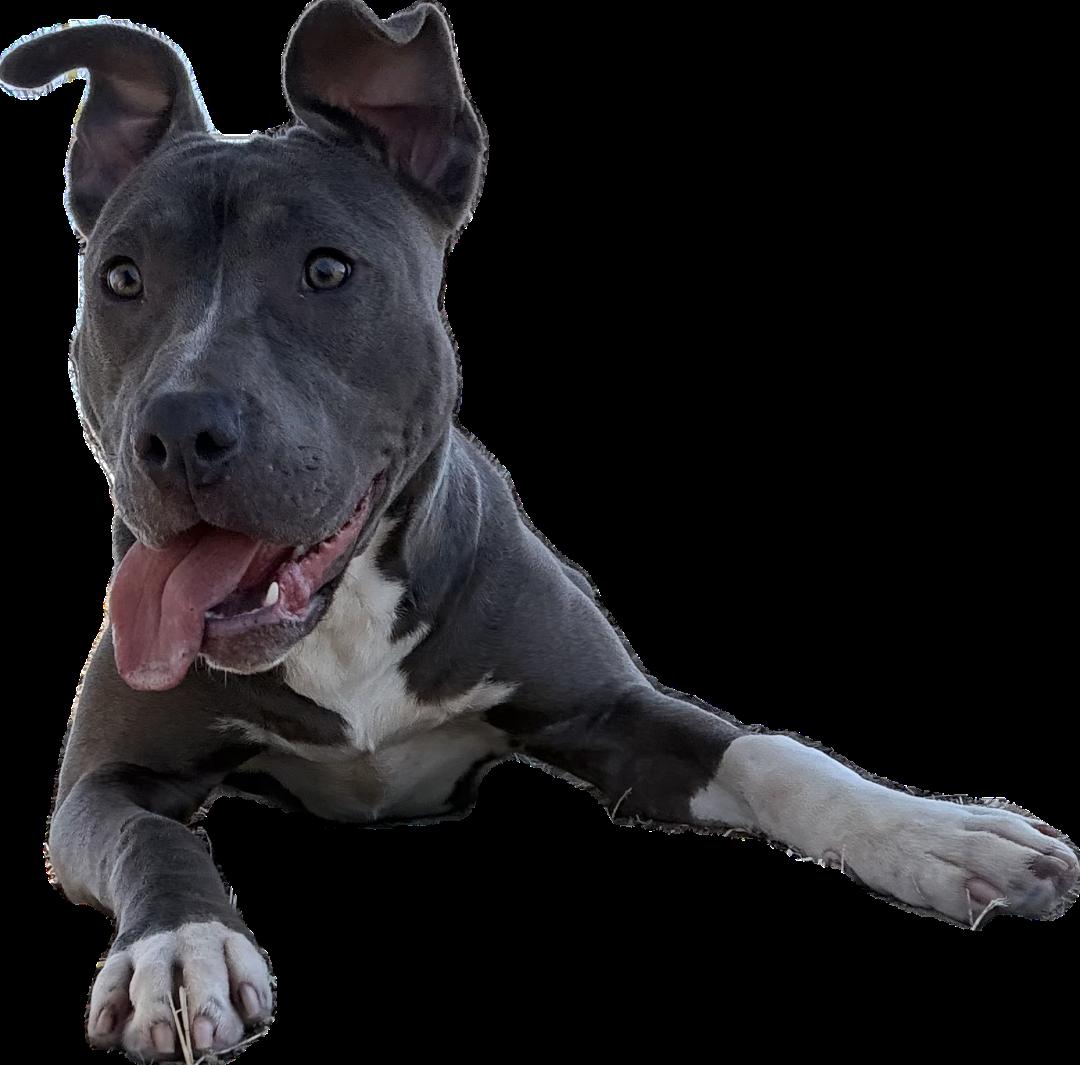 Dove, Adoptable, Young Female Terrier & Labrador Retriever.