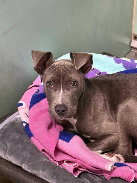 Enlarge Dove, a Adoptable mixed breed in Ulysses, KS image 1/1