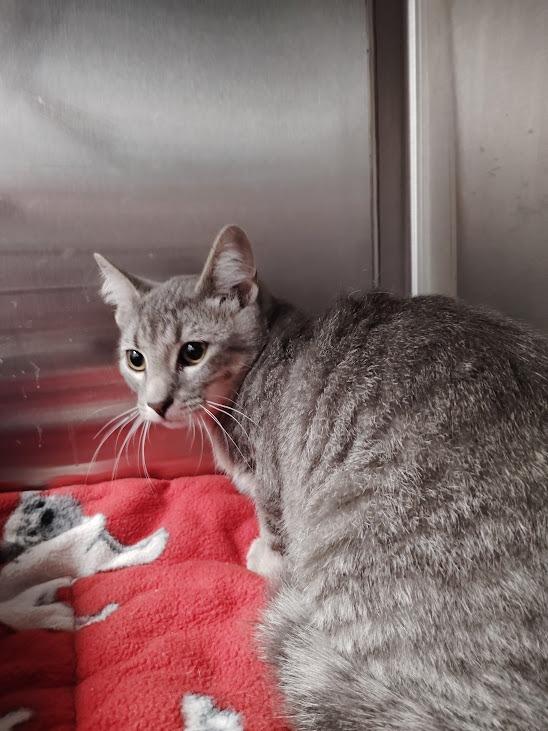 Maverick, Adoptable, Young Male Domestic Short Hair.