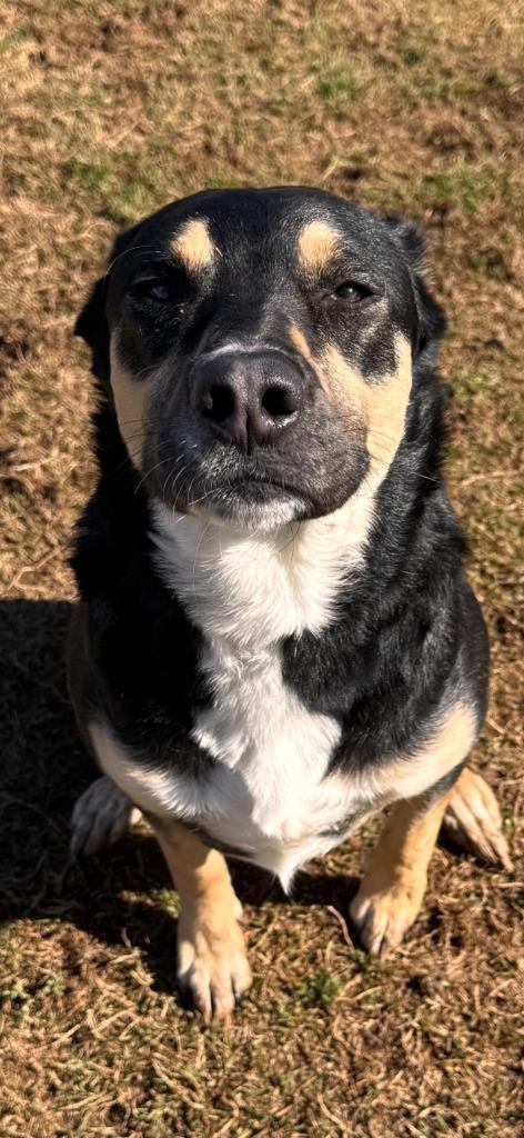 Cleopatra — thumbnail 3