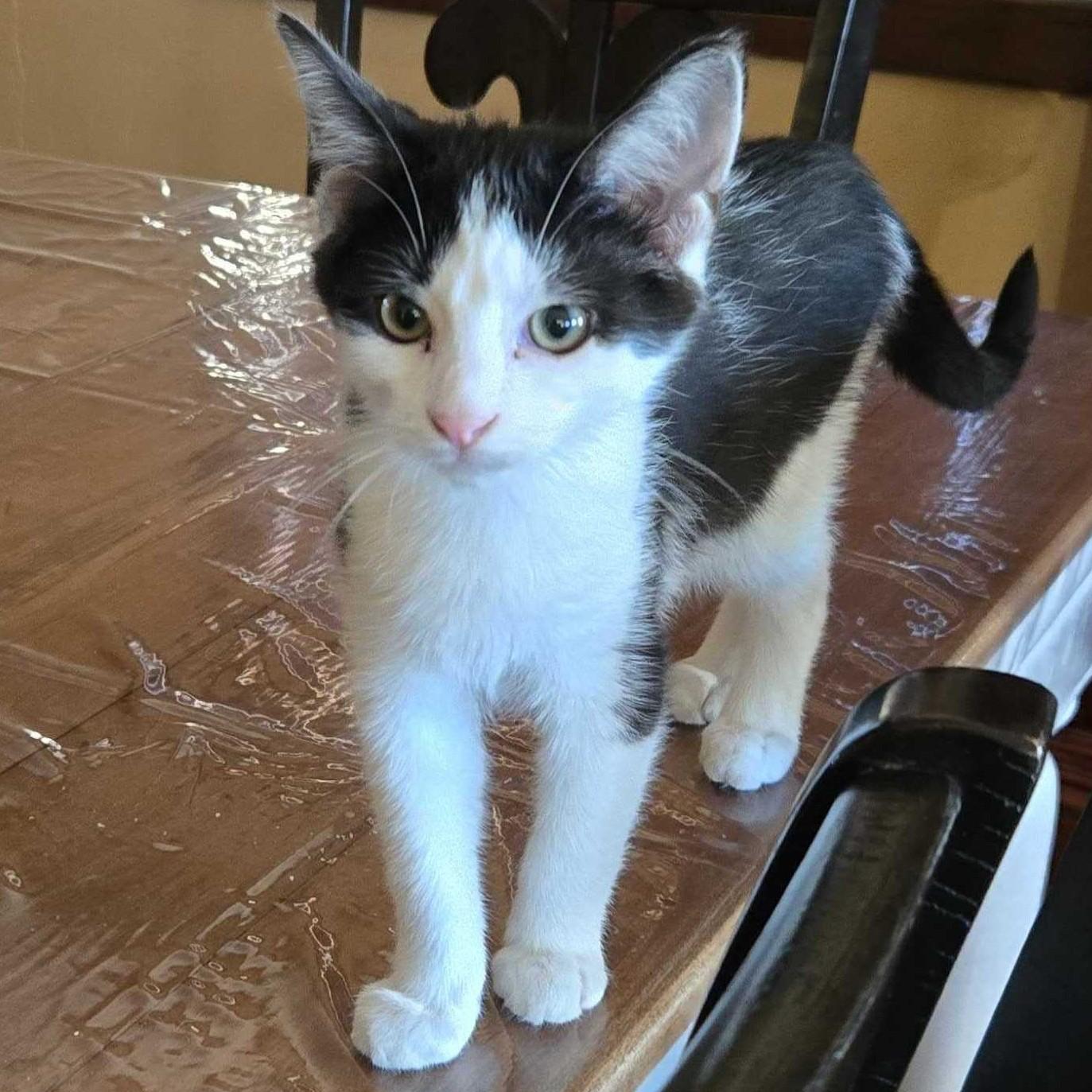 Cypress, Adoptable, Kitten Male Domestic Short Hair.