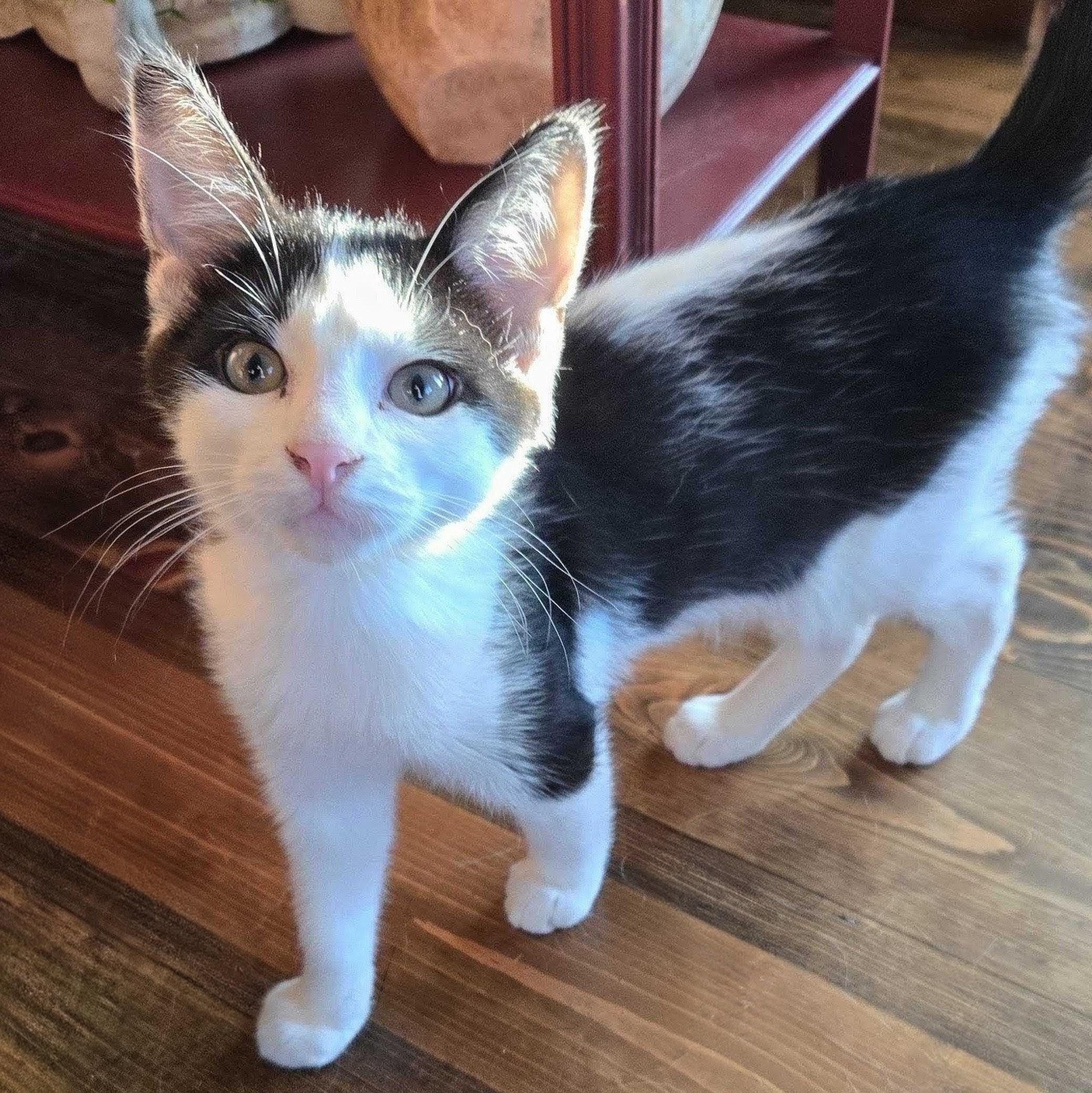 Cypress, a Adoptable Domestic Short Hair in Wilsonville, OR image 2/3
