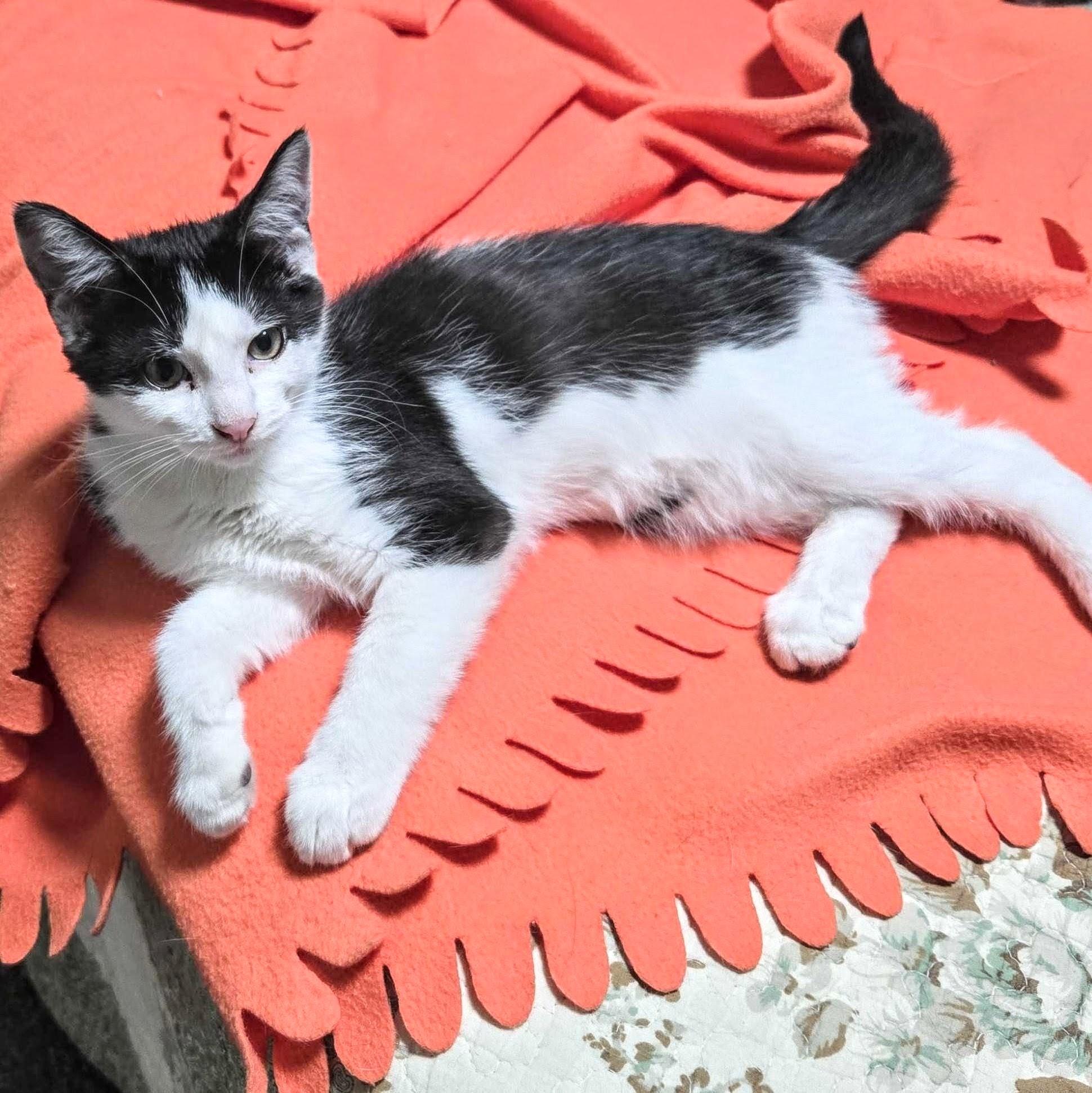 Cypress, a Adoptable Domestic Short Hair in Wilsonville, OR image 3/3