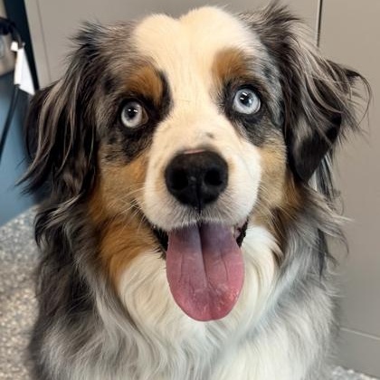 Enlarge Blue, a ADOPTABLE Australian Shepherd in Santa Cruz, CA image 2/3