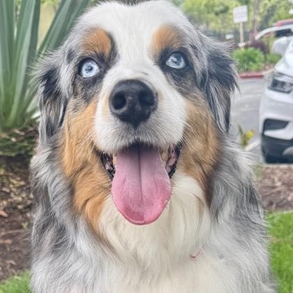 Enlarge Blue, a ADOPTABLE Australian Shepherd in Santa Cruz, CA image 3/3