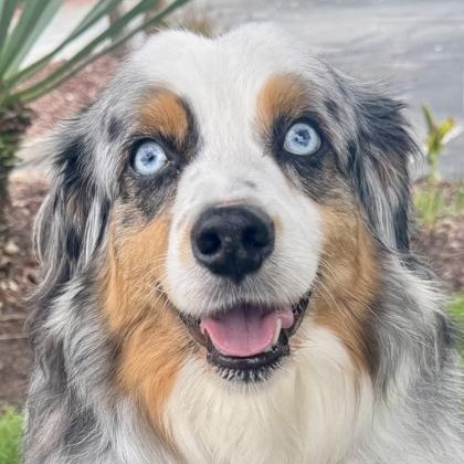 Enlarge Blue, a ADOPTABLE Australian Shepherd in Santa Cruz, CA image 1/3