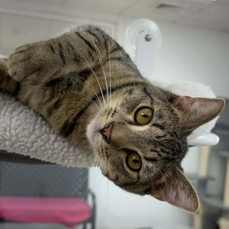 Enlarge Riko, an adopted Tabby in Rushville, IL image 1/2