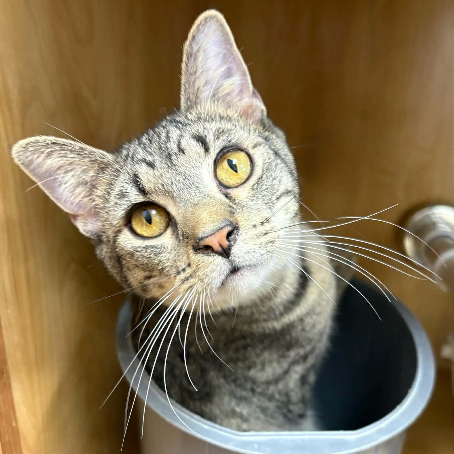 Enlarge Riko, an adopted Tabby in Rushville, IL image 2/2