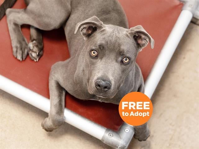 SPARKLE, Adoptable, Young Female Labrador Retriever & Pit Bull Terrier.