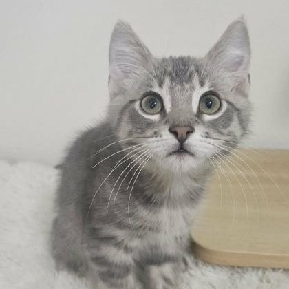 Enlarge Dublin, an adopted mixed breed in The Colony, TX image 3/5