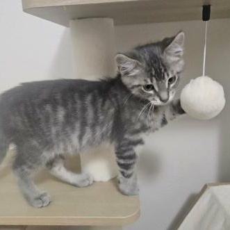 Enlarge Dublin, an adopted mixed breed in The Colony, TX image 4/5