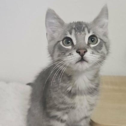Enlarge Dublin, an adopted mixed breed in The Colony, TX image 5/5