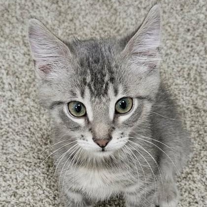 Enlarge Dublin, an adopted mixed breed in The Colony, TX image 2/5