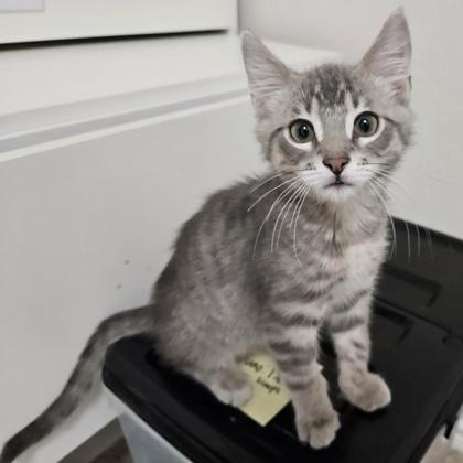 Enlarge Dublin, an adopted mixed breed in The Colony, TX image 1/5