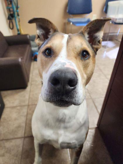 Enlarge Dobbie, a Adoptable mixed breed in Gainesville, FL image 2/3