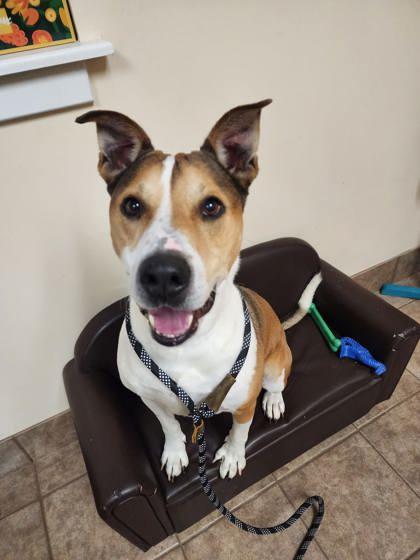 Dobbie, Adoptable, Adult Male Terrier & Mixed Breed.