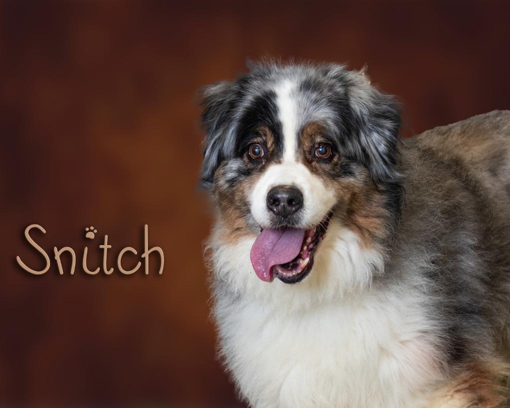 Enlarge Snitch, an adopted mixed breed in Somerset, PA image 1/1