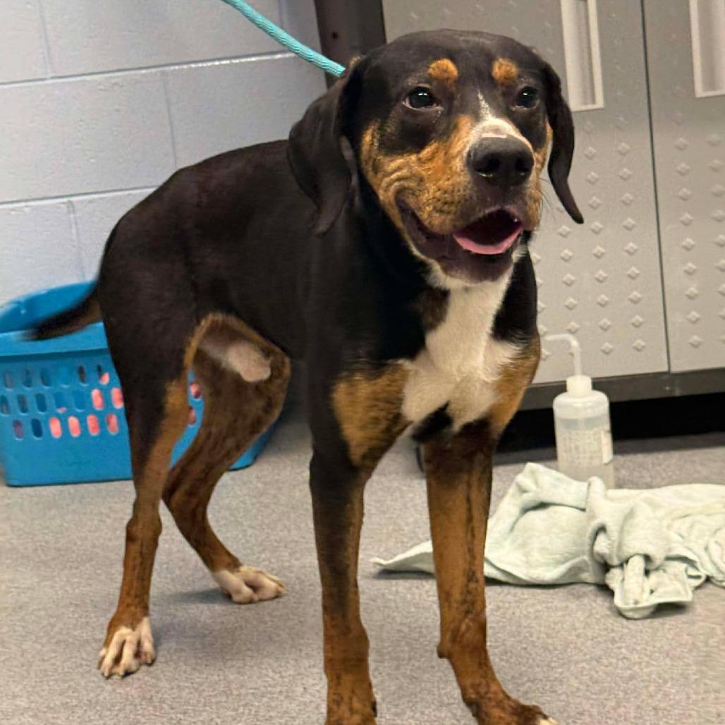 Evan, a Adoptable mixed breed in Martinsville, VA image 1/2