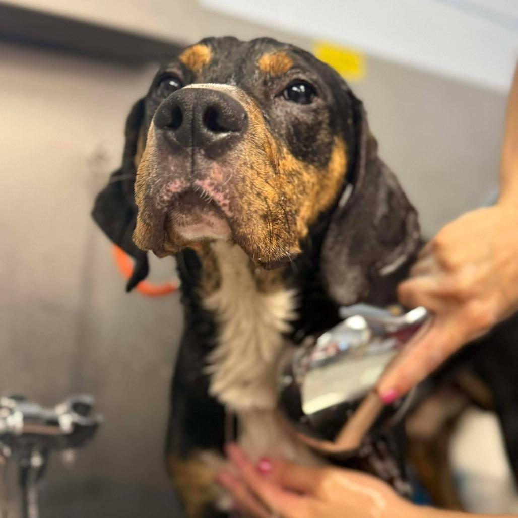 Evan, a Adoptable mixed breed in Martinsville, VA image 2/2