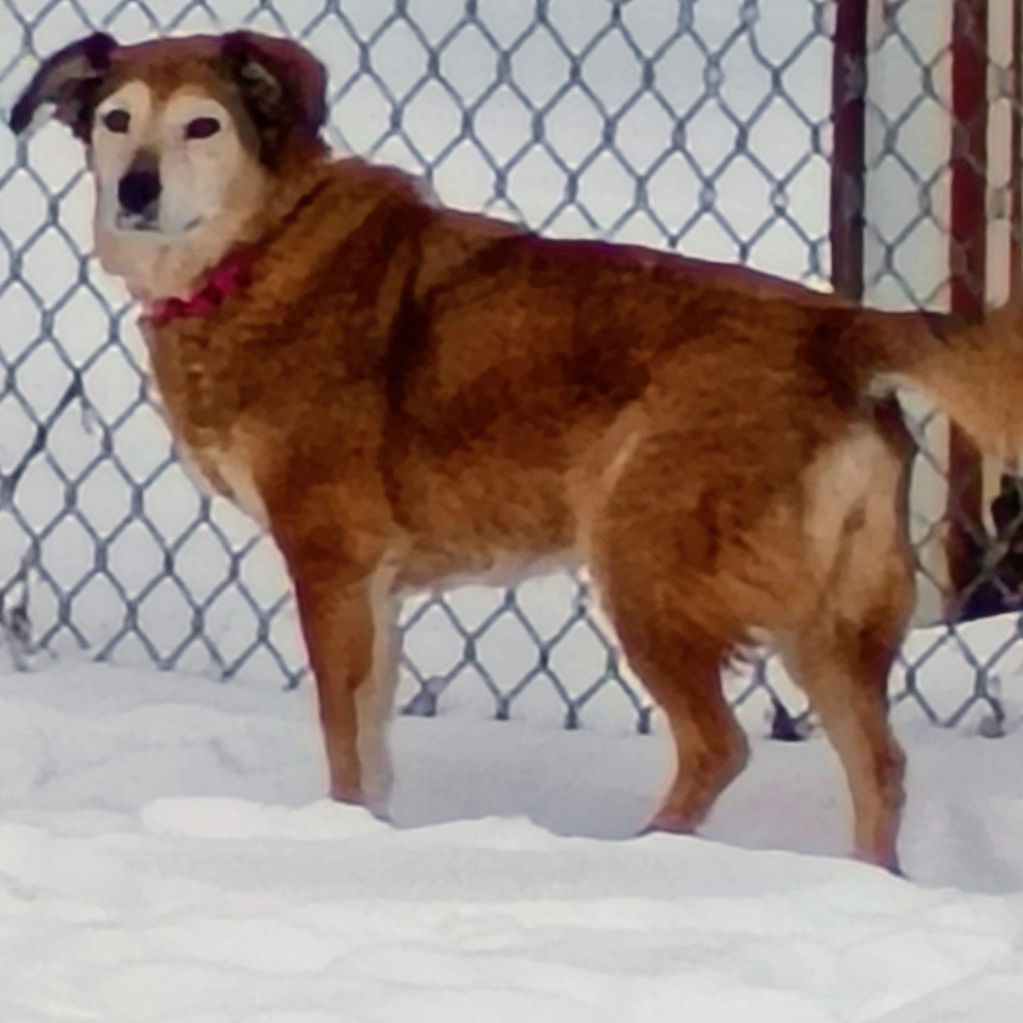 Chelsea, ADOPTABLE, Senior Female Golden Retriever.