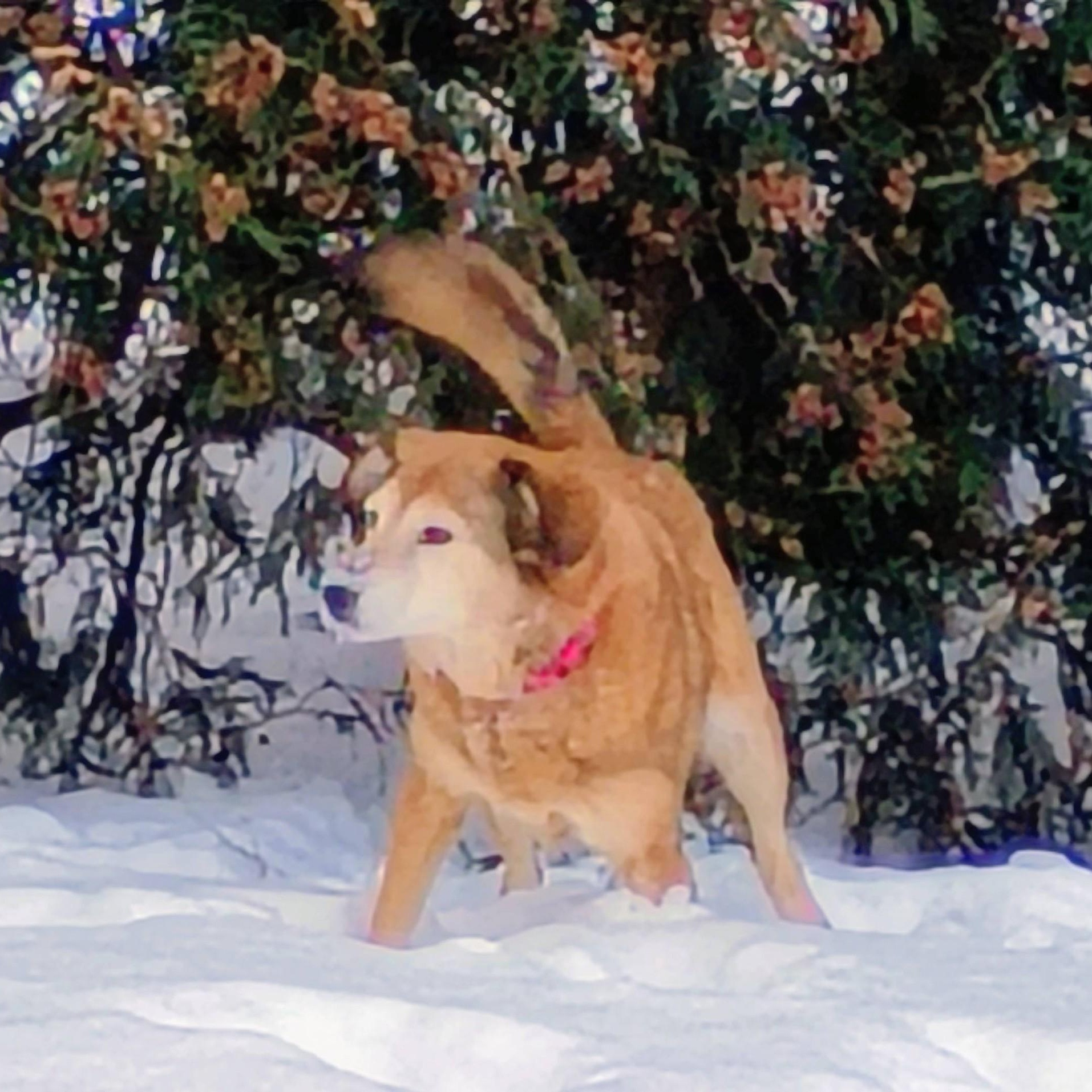 Enlarge Chelsea, a ADOPTABLE mixed breed in Grafton, OH image 3/4