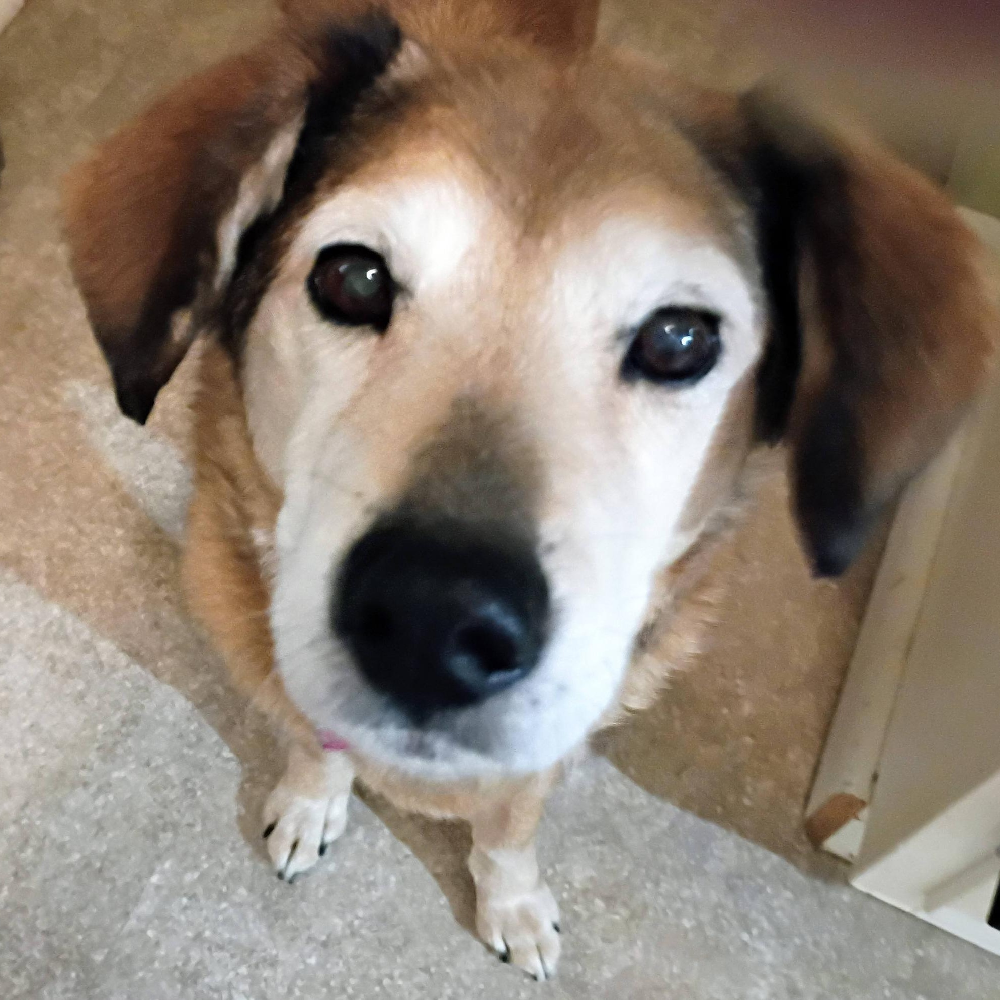 Enlarge Chelsea, a ADOPTABLE mixed breed in Grafton, OH image 4/4