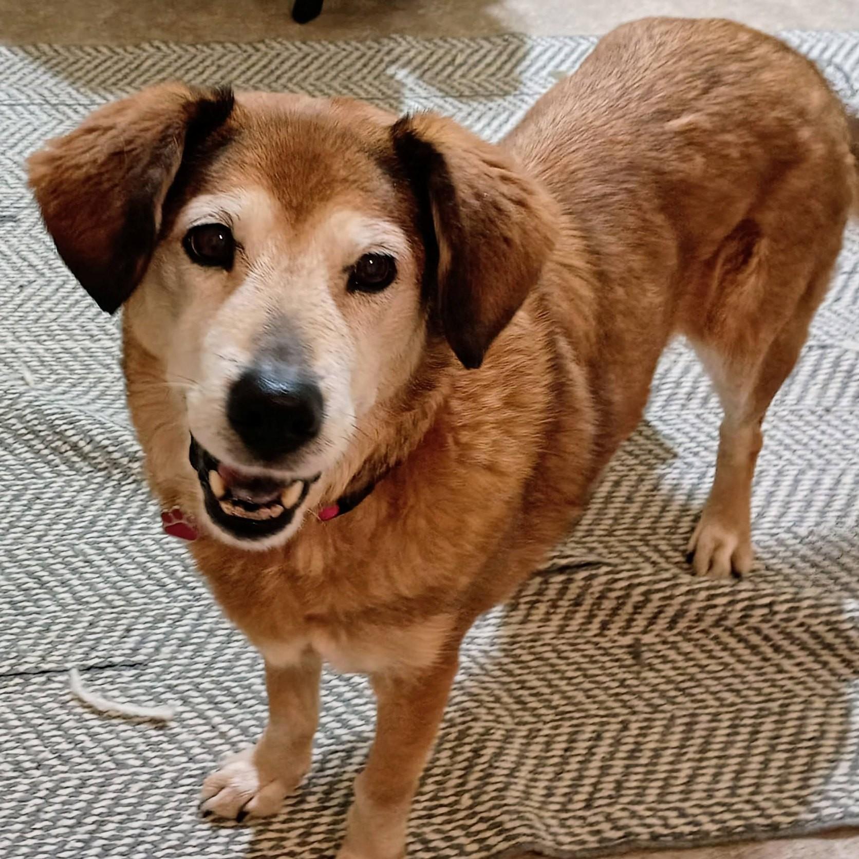 Enlarge Chelsea, a ADOPTABLE mixed breed in Grafton, OH image 2/4