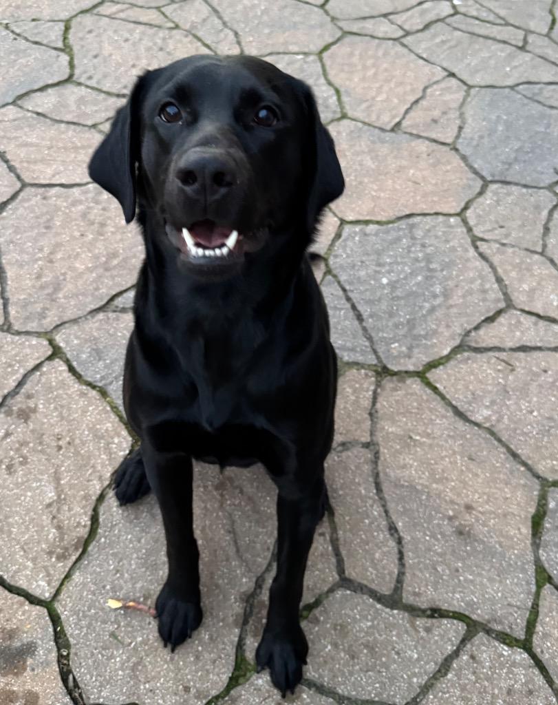 Rex, Adoptable, Young Male Labrador Retriever.