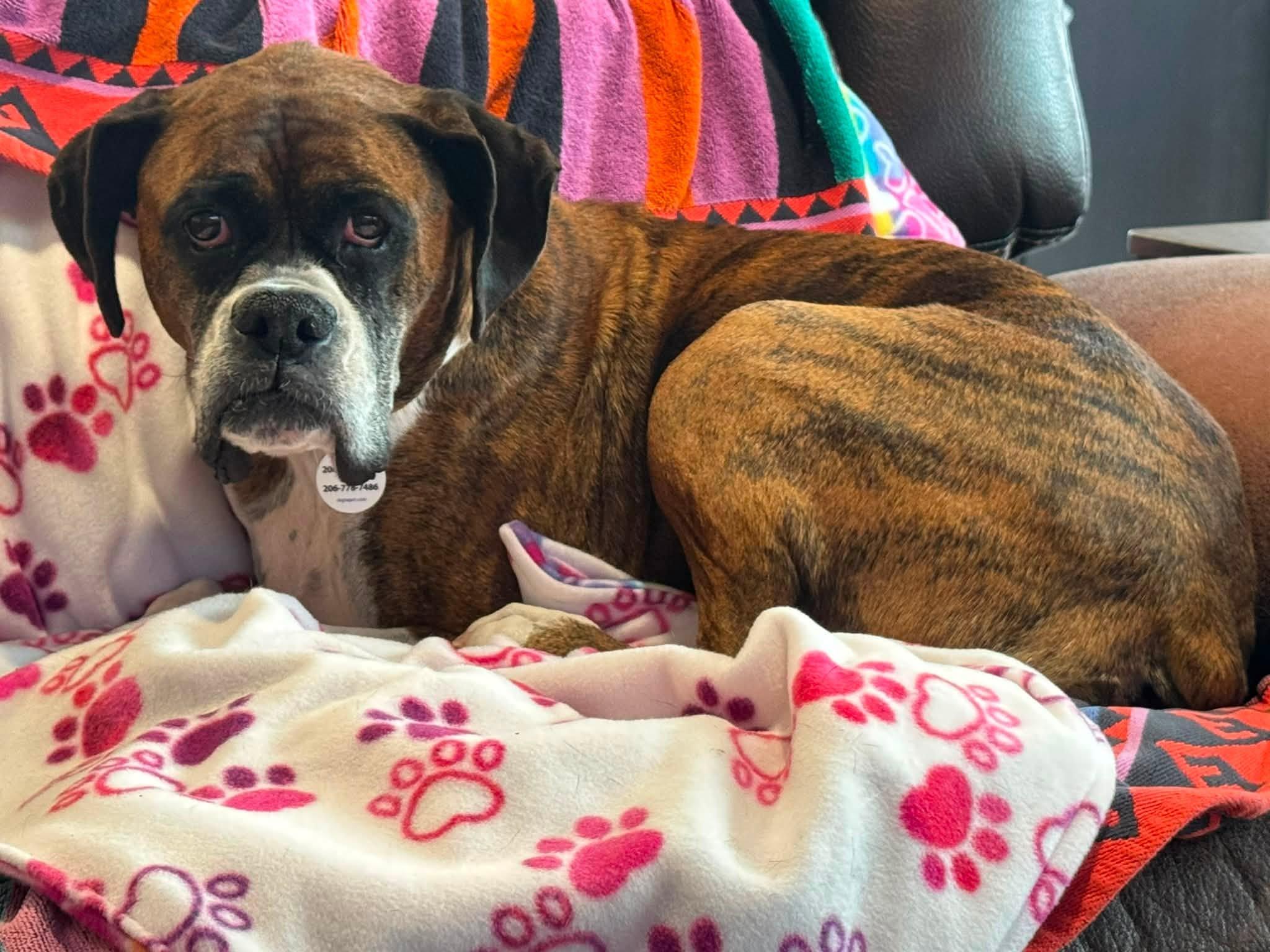 Abby, a ADOPTABLE Boxer in Stanwood, WA image 5/5