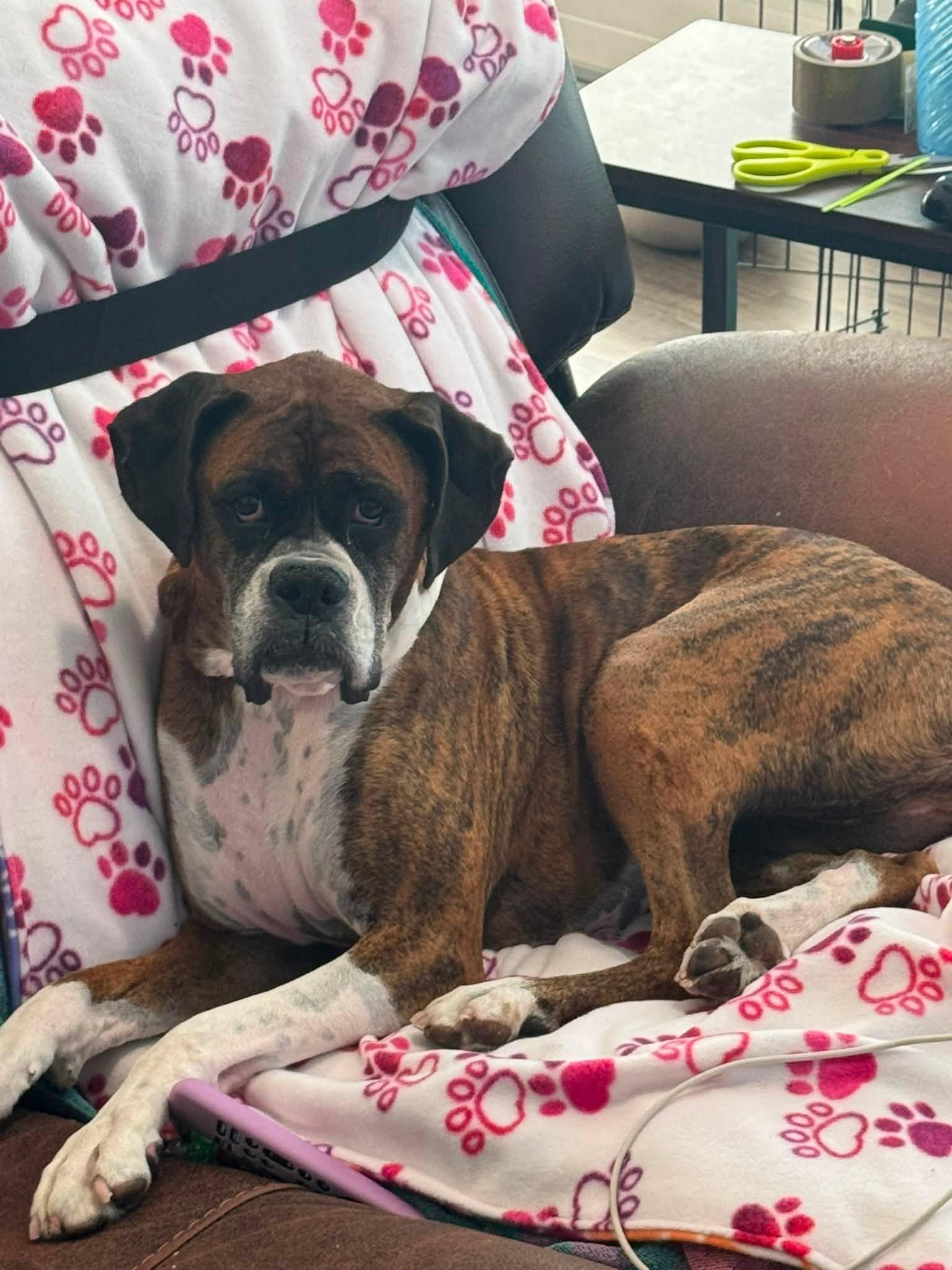 Abby, a ADOPTABLE Boxer in Stanwood, WA image 4/5