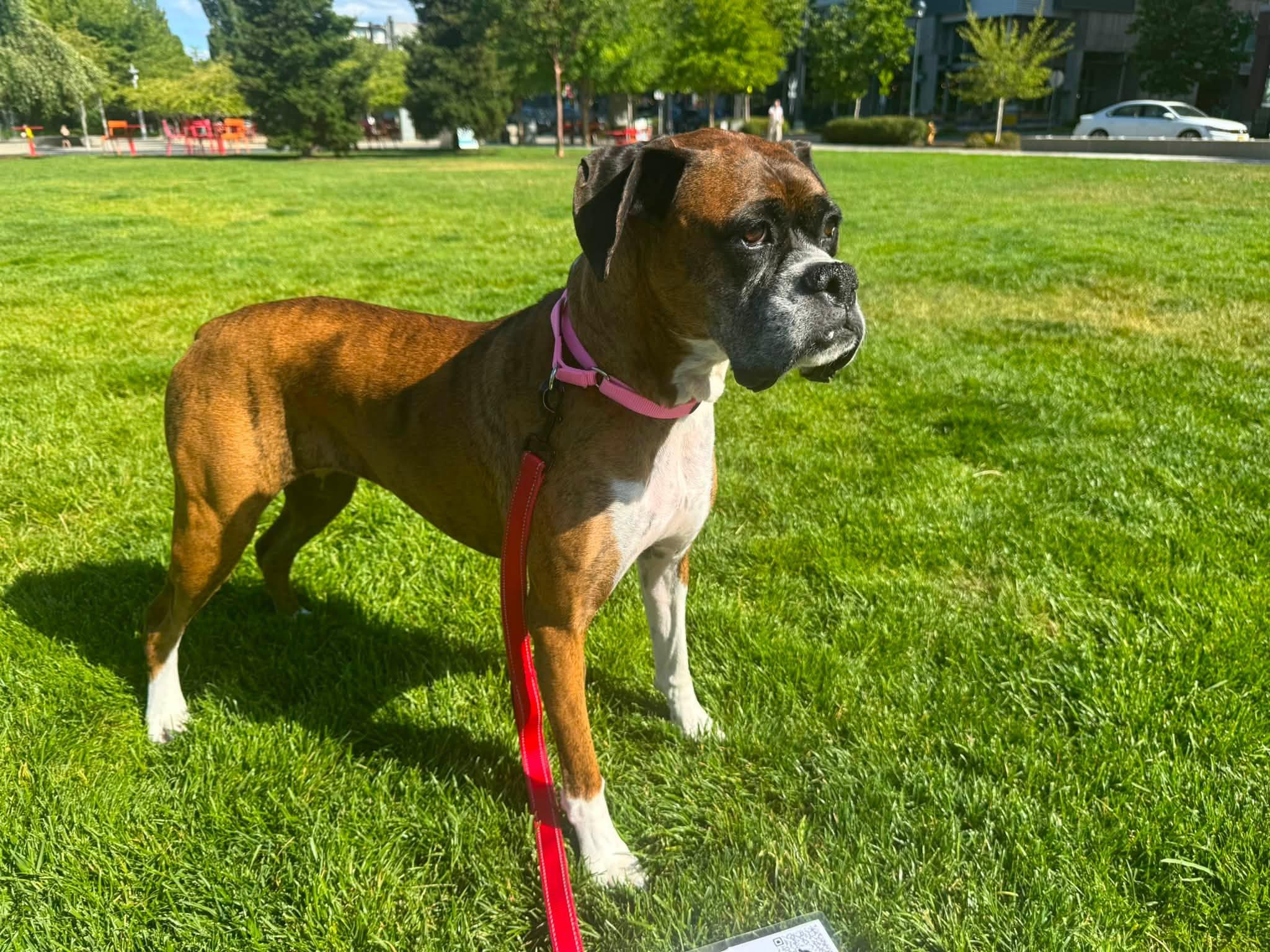 Abby, ADOPTABLE, Senior Female Boxer.