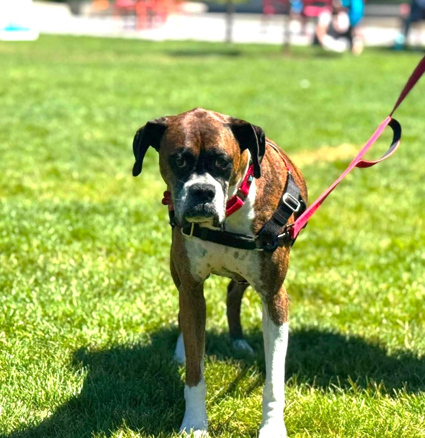 Abby, a ADOPTABLE Boxer in Stanwood, WA image 3/5