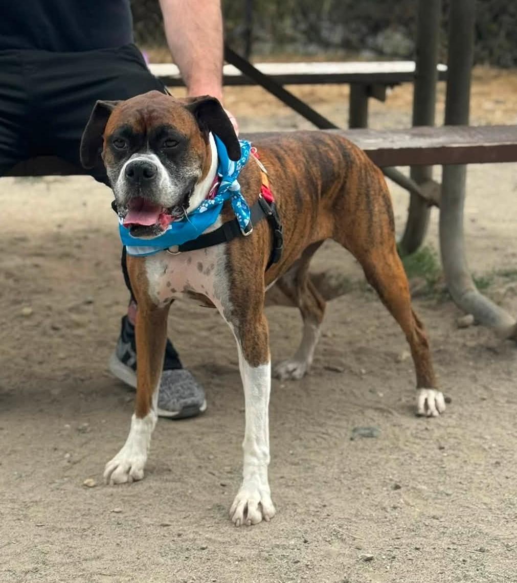 Abby, a ADOPTABLE Boxer in Stanwood, WA image 2/5