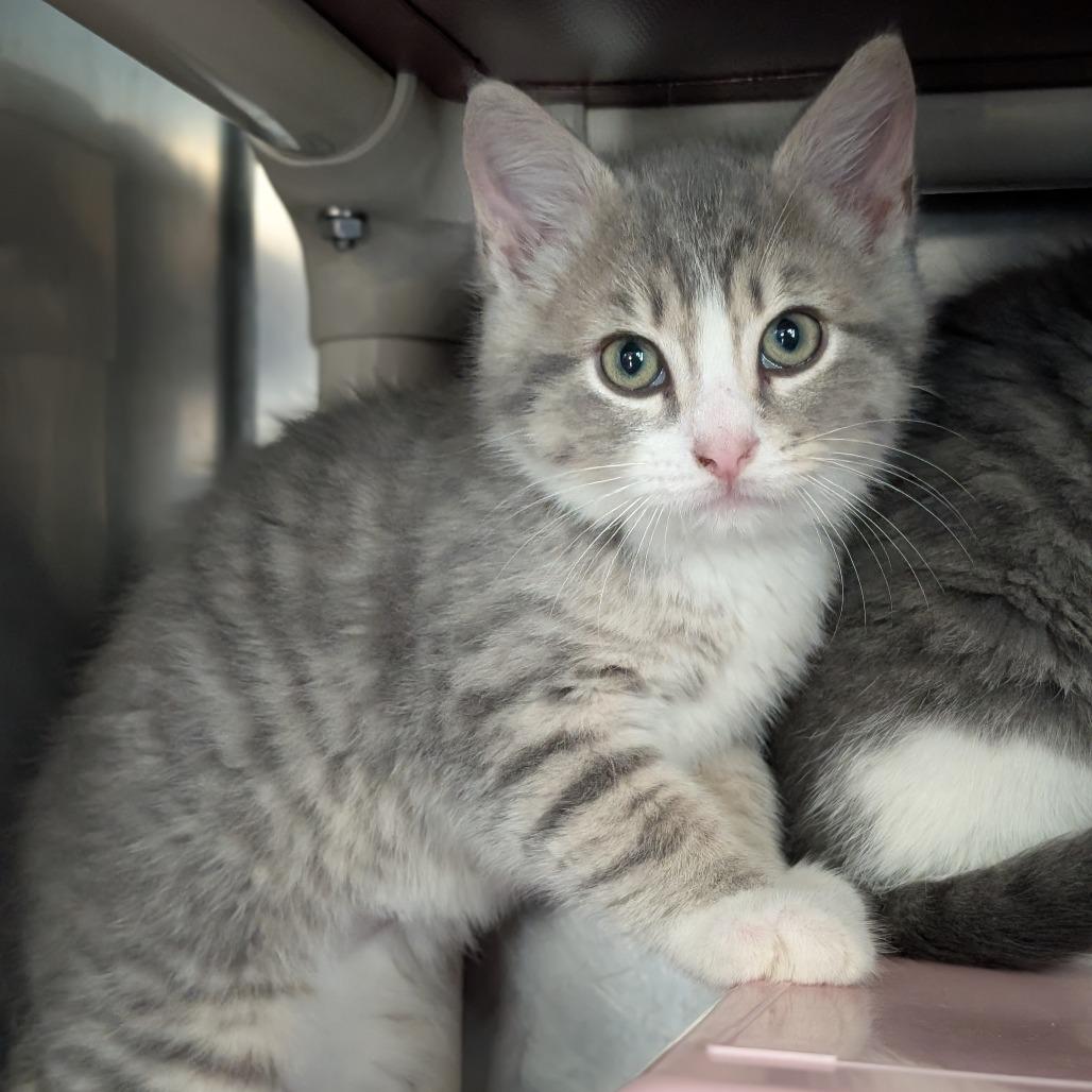 Pathos, Adoptable, Kitten Male Domestic Short Hair.