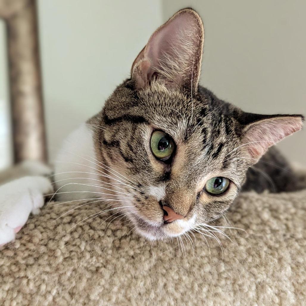 Lizzy (could be paired with Comet), Adoptable, Adult Female Domestic Short Hair.
