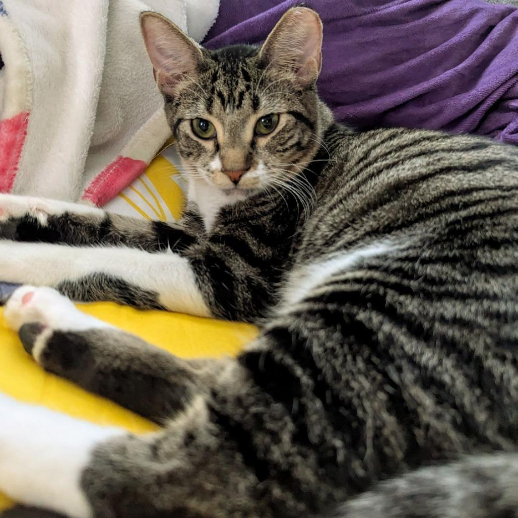 Enlarge Lizzy (could be paired with Comet), a Adoptable Domestic Short Hair in Tulsa, OK image 3/4