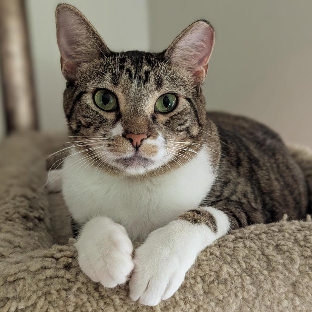 Enlarge Lizzy (could be paired with Comet), a Adoptable Domestic Short Hair in Tulsa, OK image 4/4