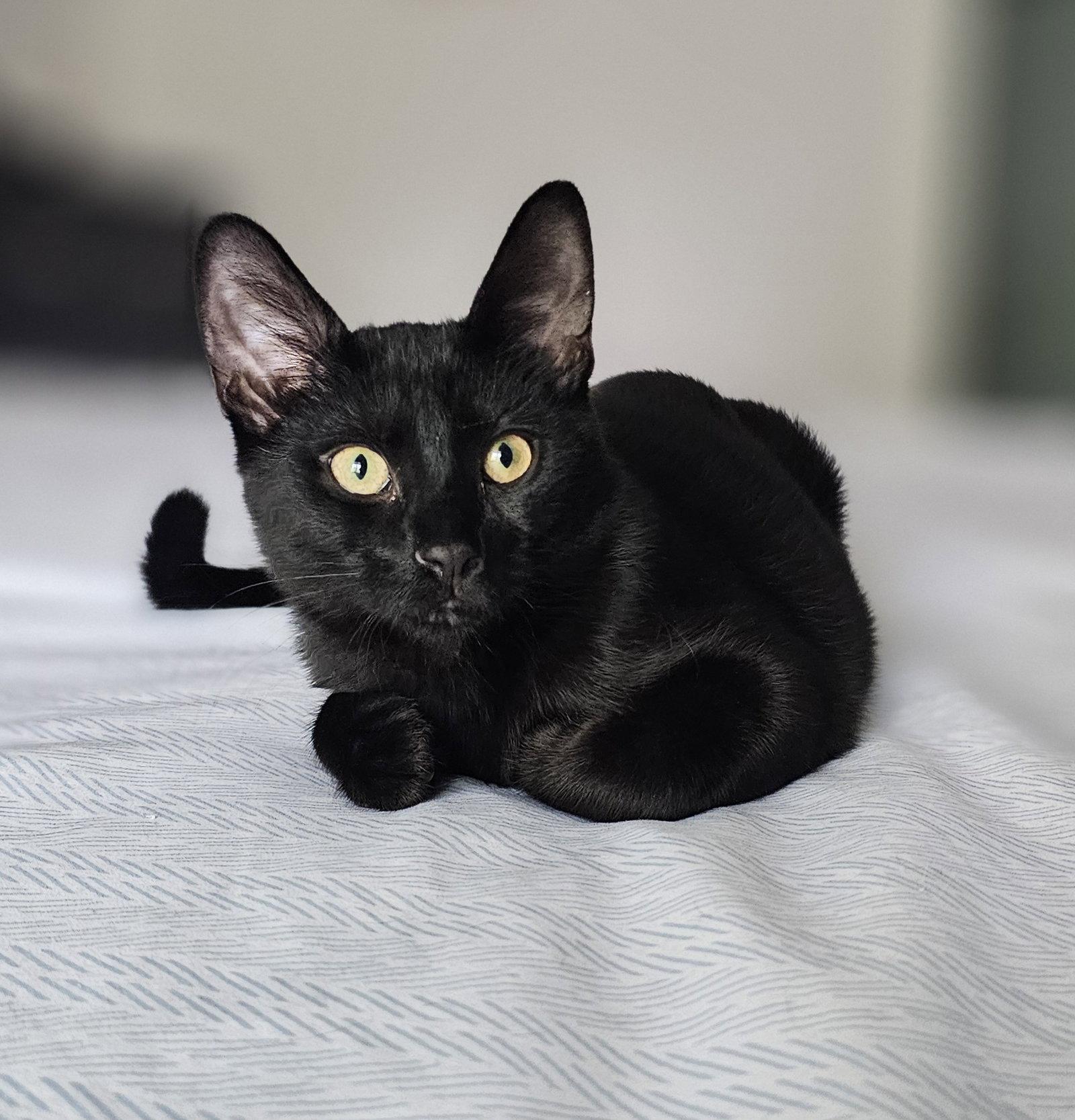 Cristiano, Adopted, Young Male Domestic Short Hair.