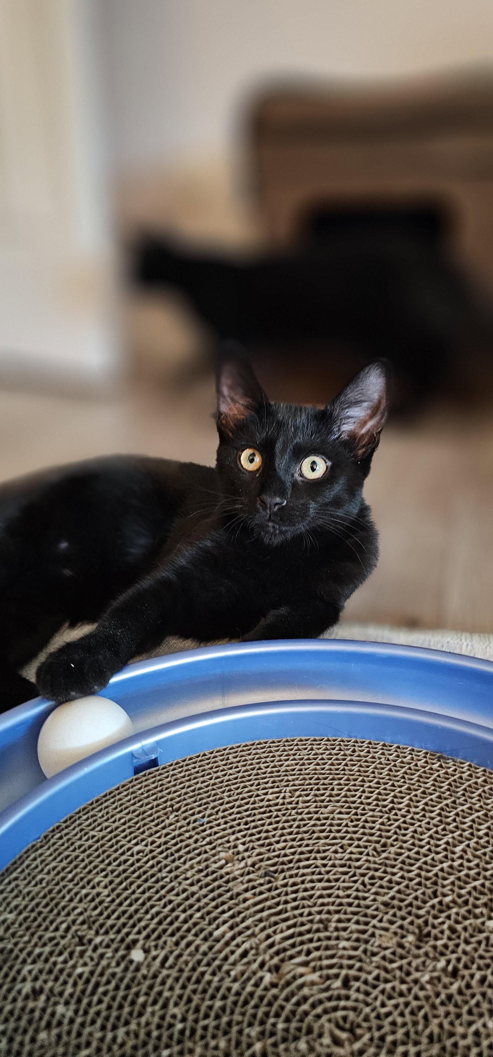 Cristiano, a Adopted Domestic Short Hair in Aurora, CO image 2/3