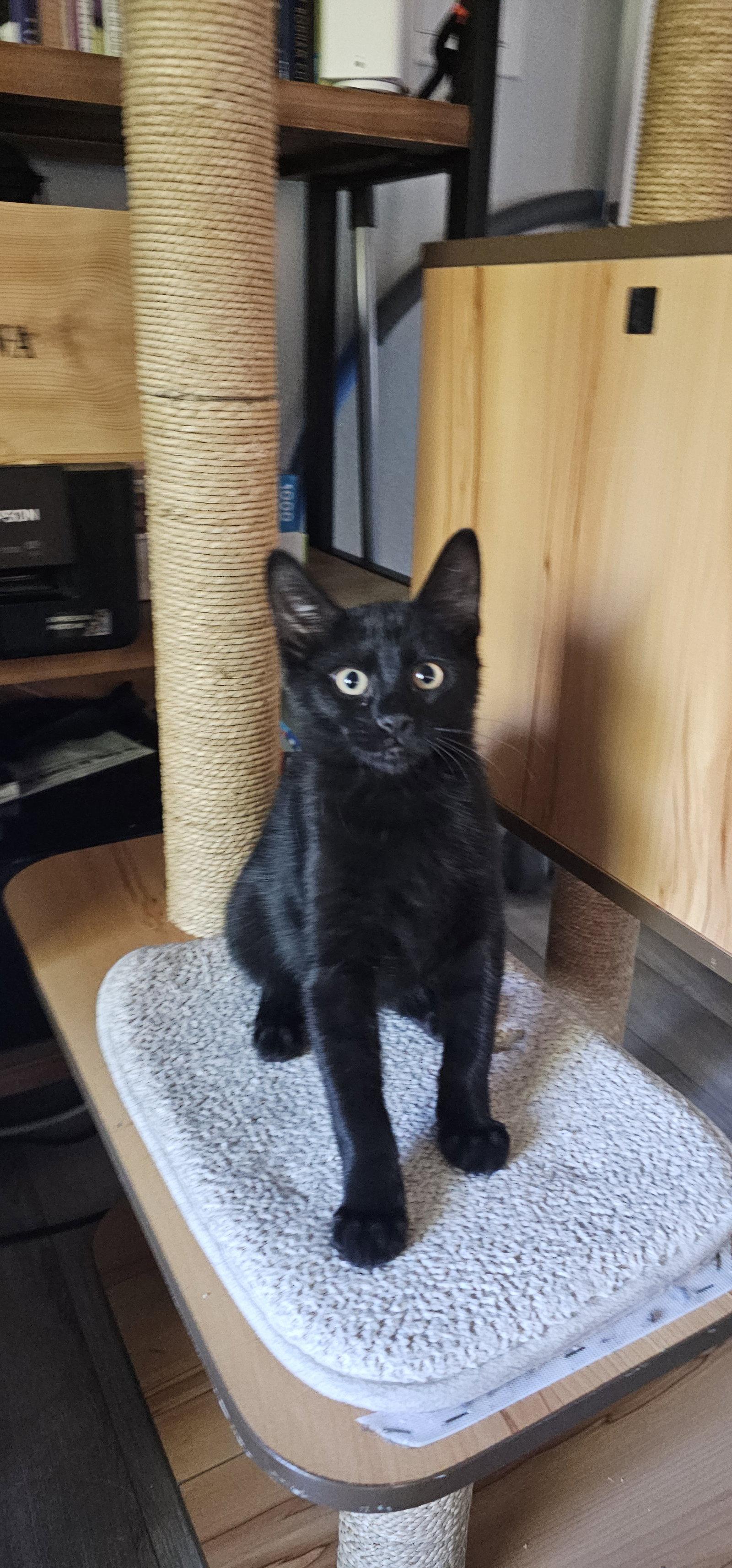 Cristiano, a Adopted Domestic Short Hair in Aurora, CO image 3/3