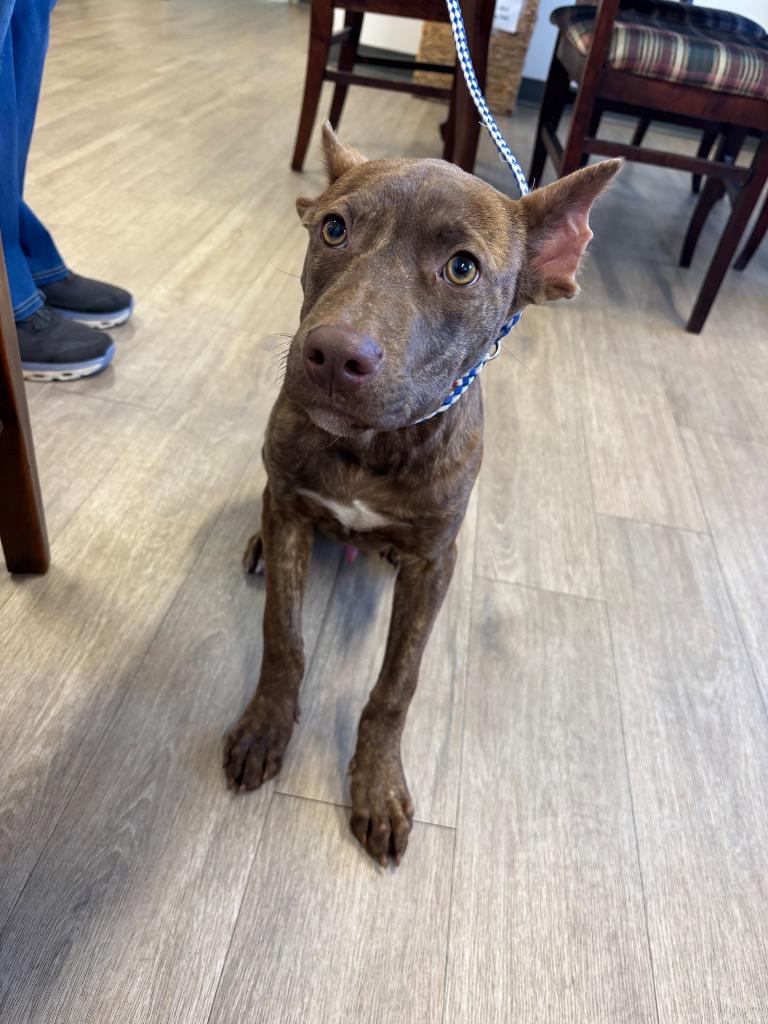 K5, Adoptable, Young Male Pit Bull Terrier & Mixed Breed.