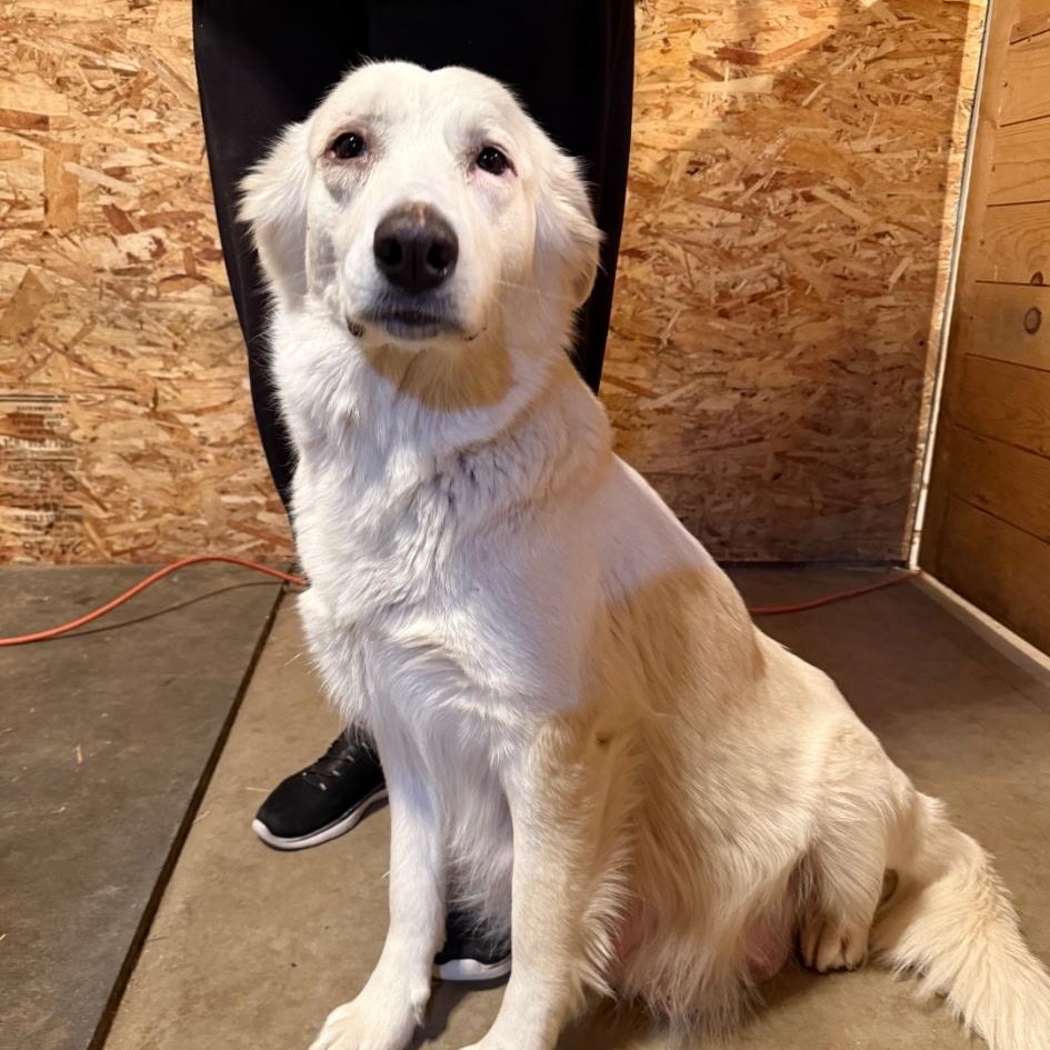Enlarge Kujo, an adopted Great Pyrenees in Oakland, CA image 3/3
