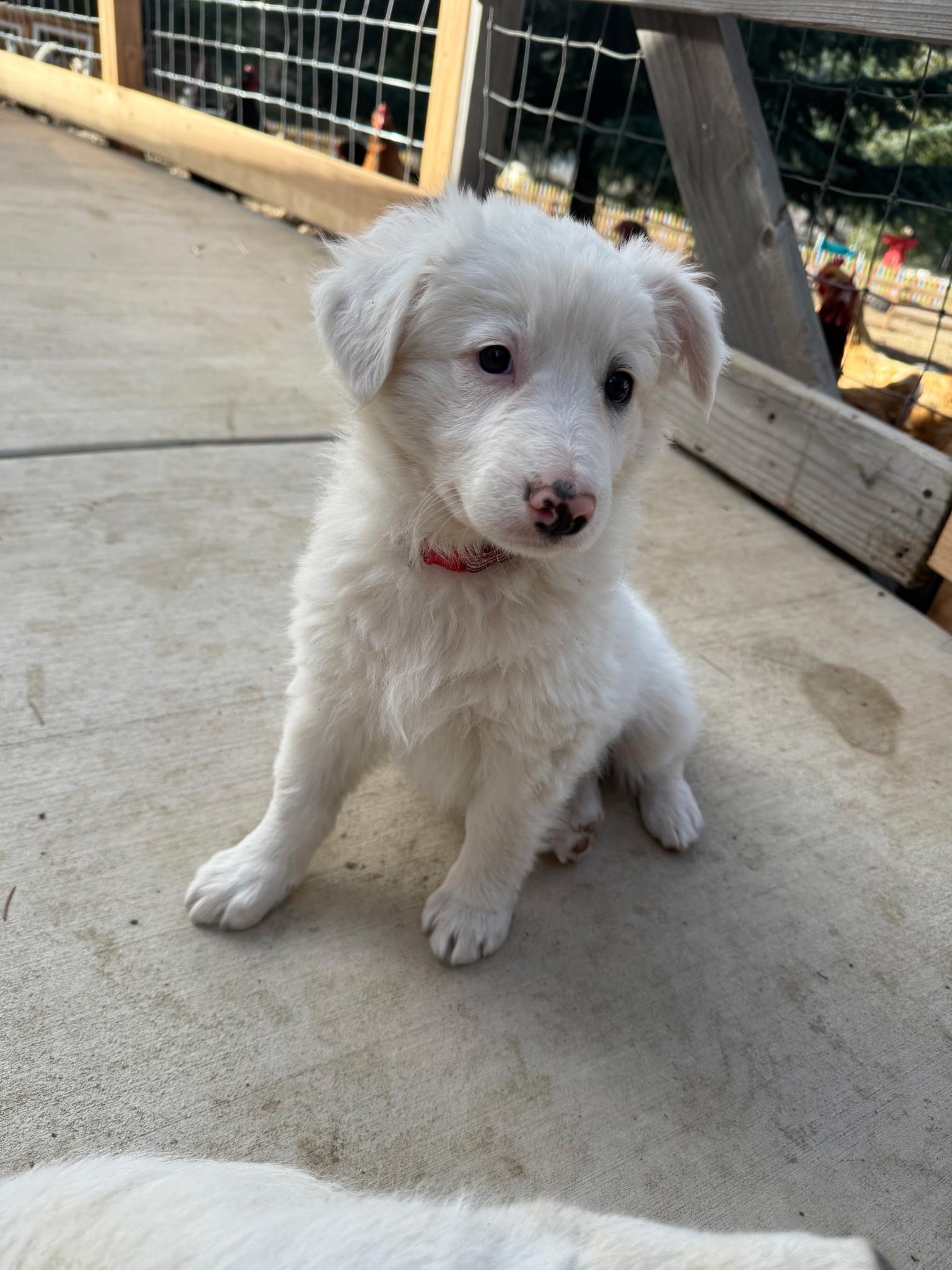Enlarge Kujo, an adopted Great Pyrenees in Oakland, CA image 1/3