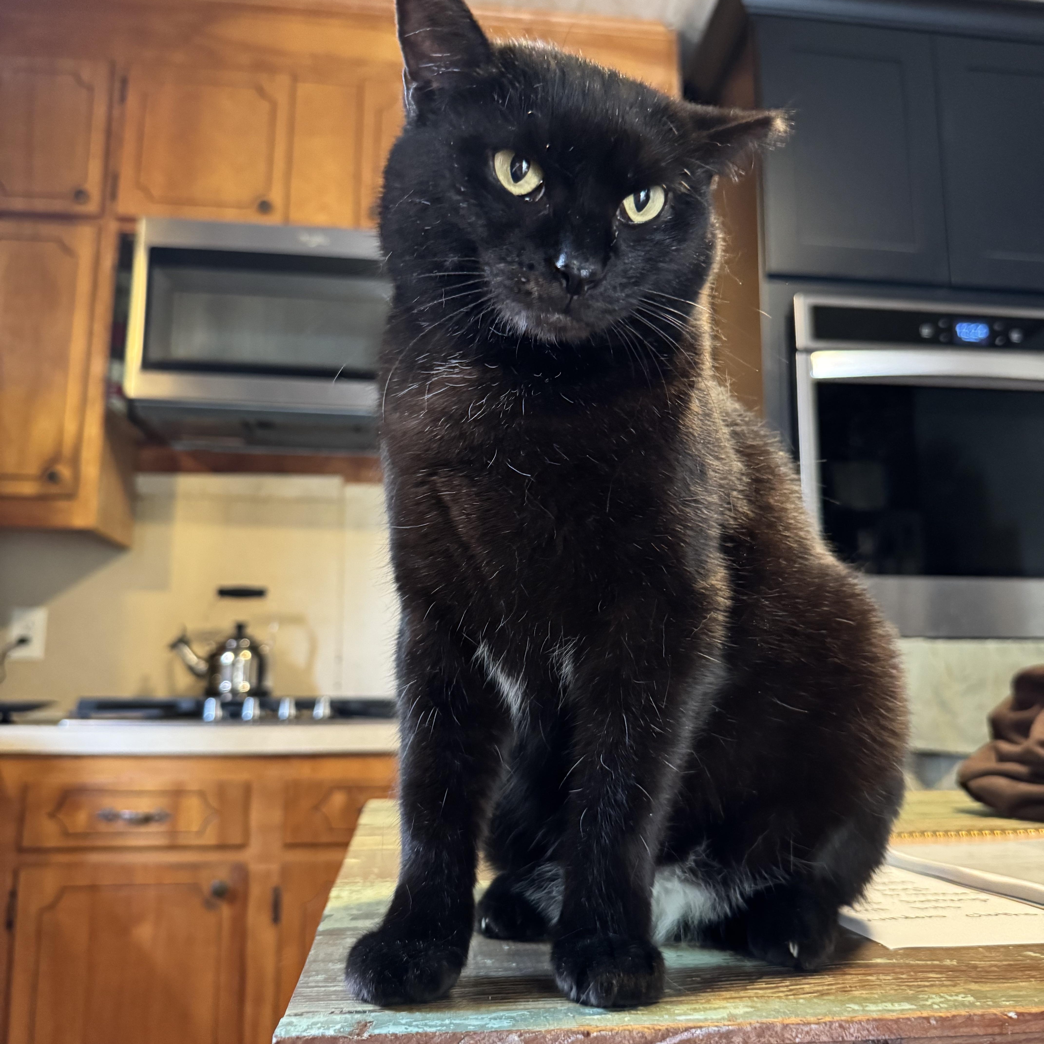 Anya & Monkey ( Bonded Pair ), Adoptable, Young Male Domestic Short Hair.