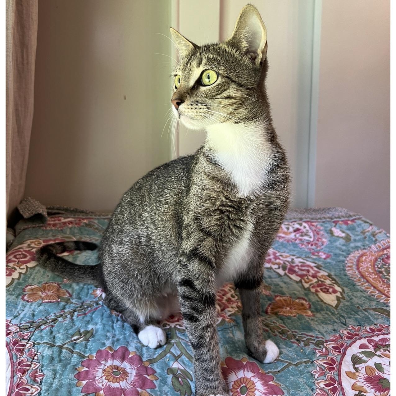 Anya, a Adoptable Tabby in Mount Holly, NC image 2/2