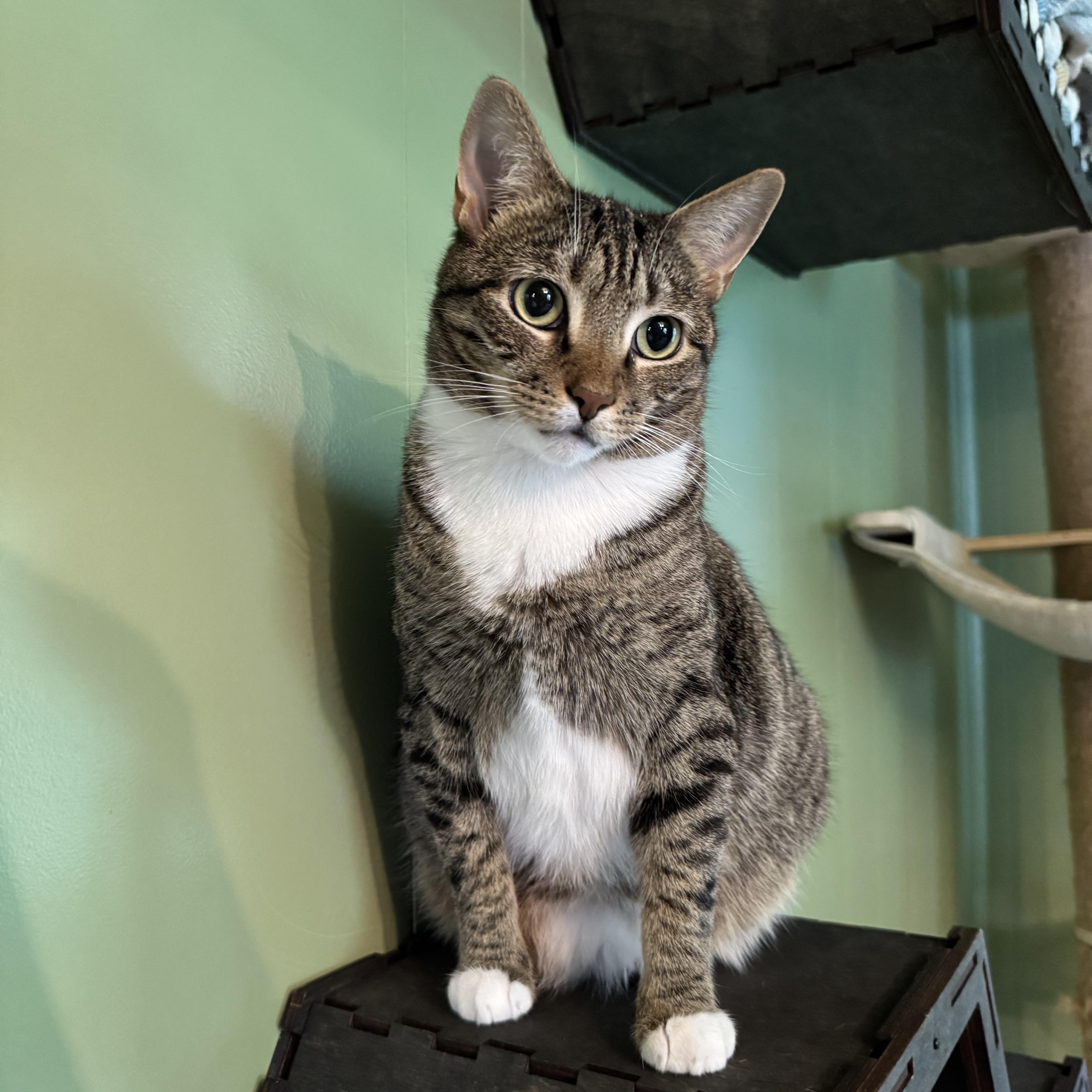 Anya & Monkey ( Bonded Pair ), a Adoptable Domestic Short Hair in Mount Holly, NC image 2/5